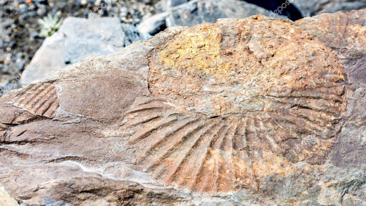 558 milyon yıllık fosilin sırrı çözüldü!